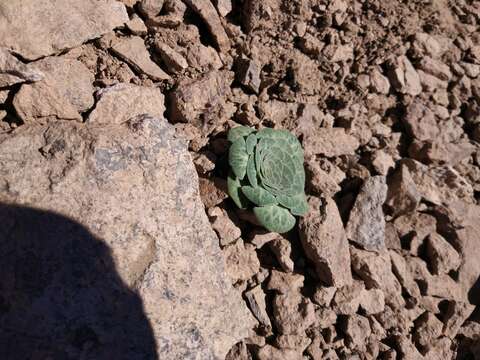 صورة Chaetanthera renifolia (Remy) Cabrera