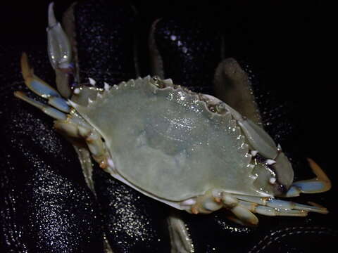 Image of ornate blue crab