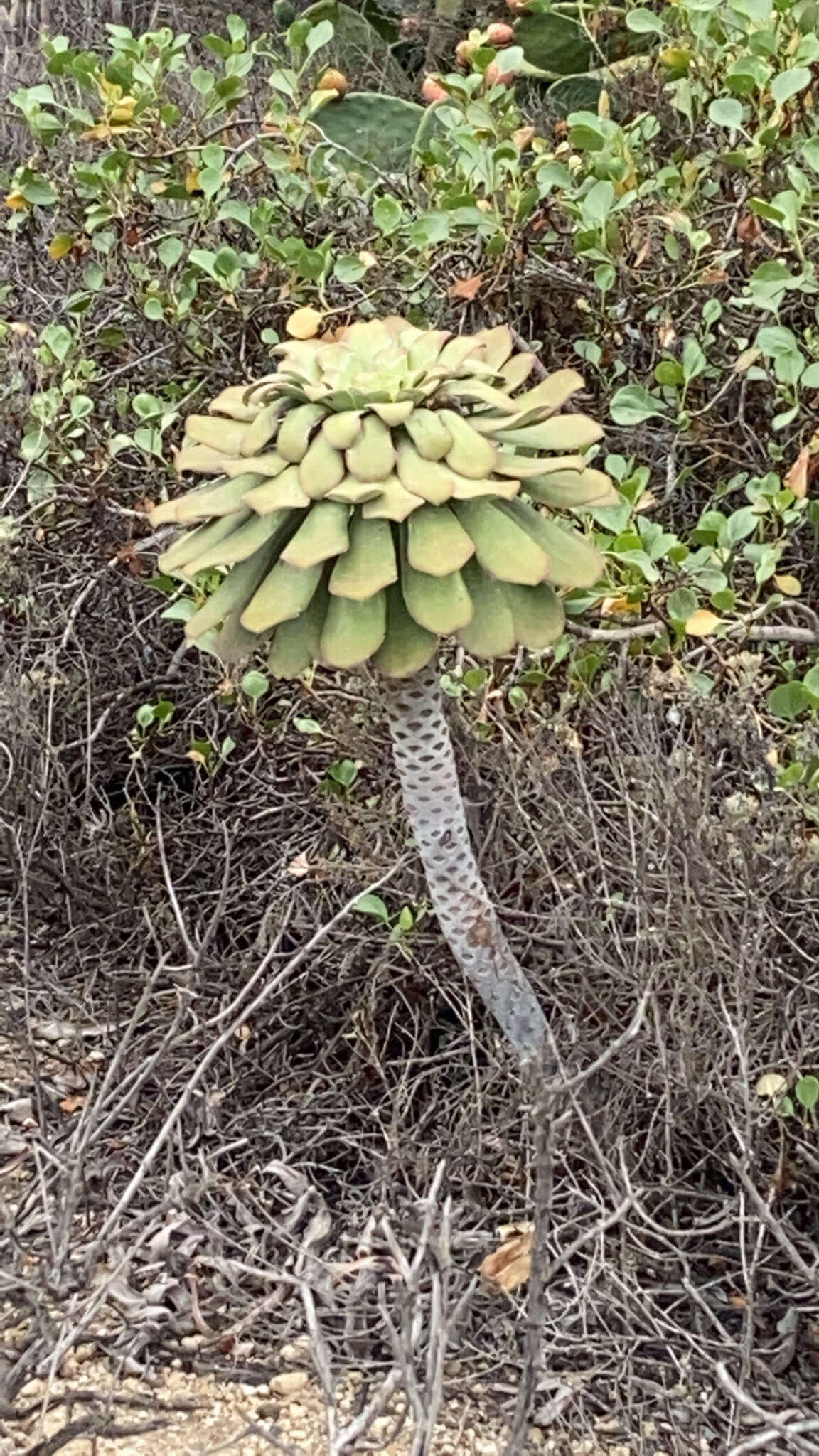 Image of Aeonium urbicum subsp. meridionale (Bañares) Bañares