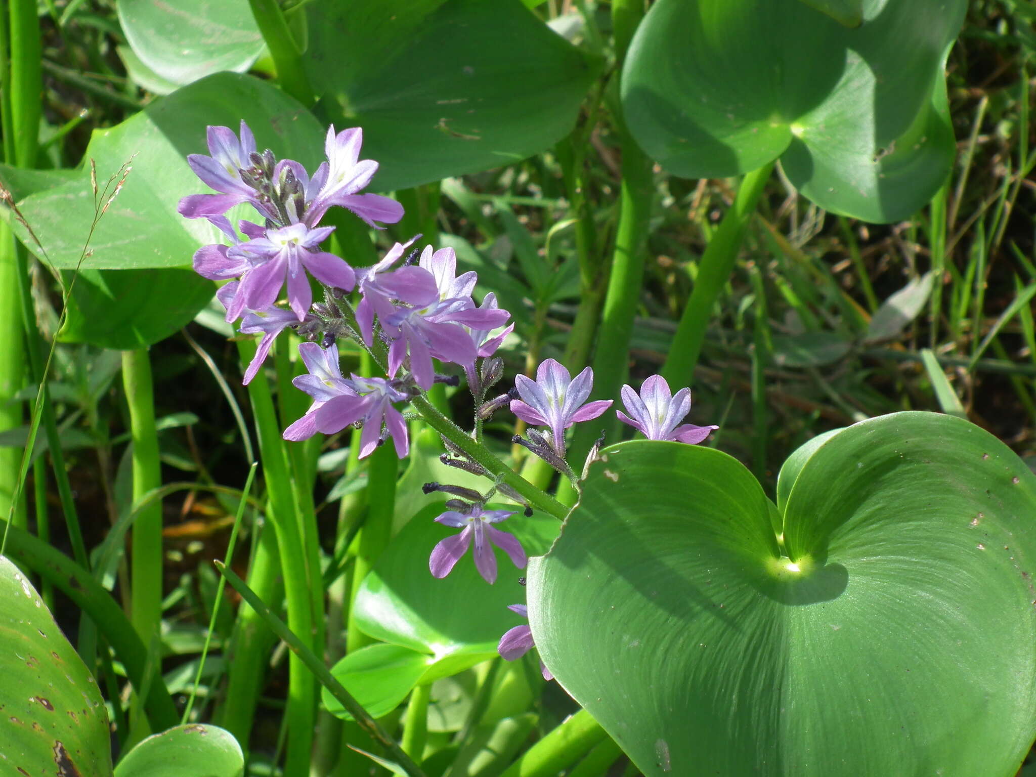 Image of Brazilian Water-Hyacinth