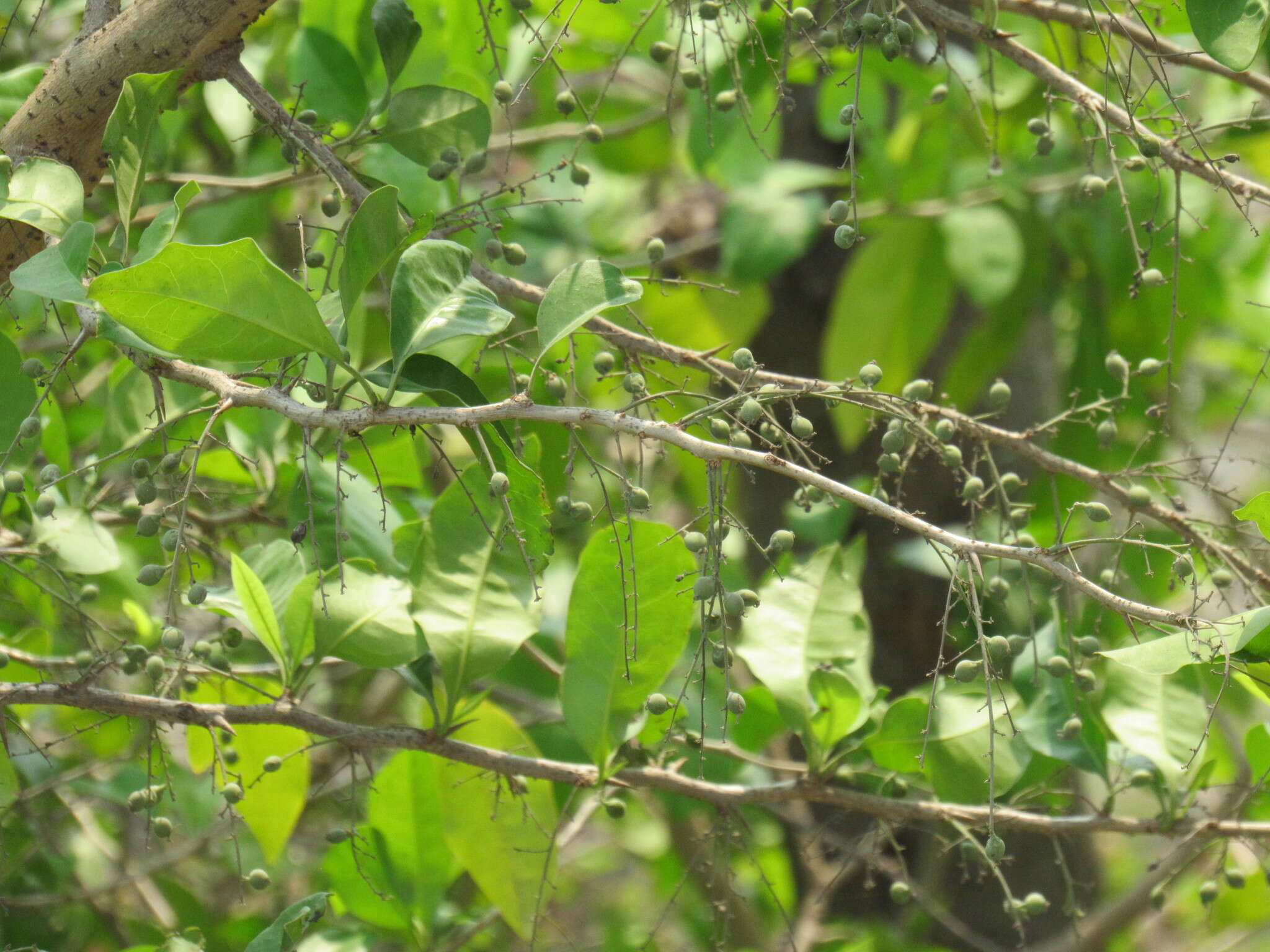 Image de Achatocarpus nigricans Triana