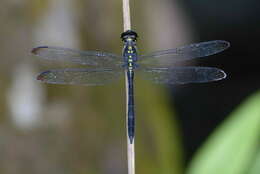 Image de Agrionoptera longitudinalis Selys 1878