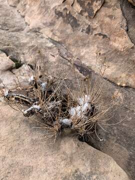 Image of Spring Mountain aster