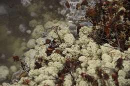 Image of star reindeer lichen