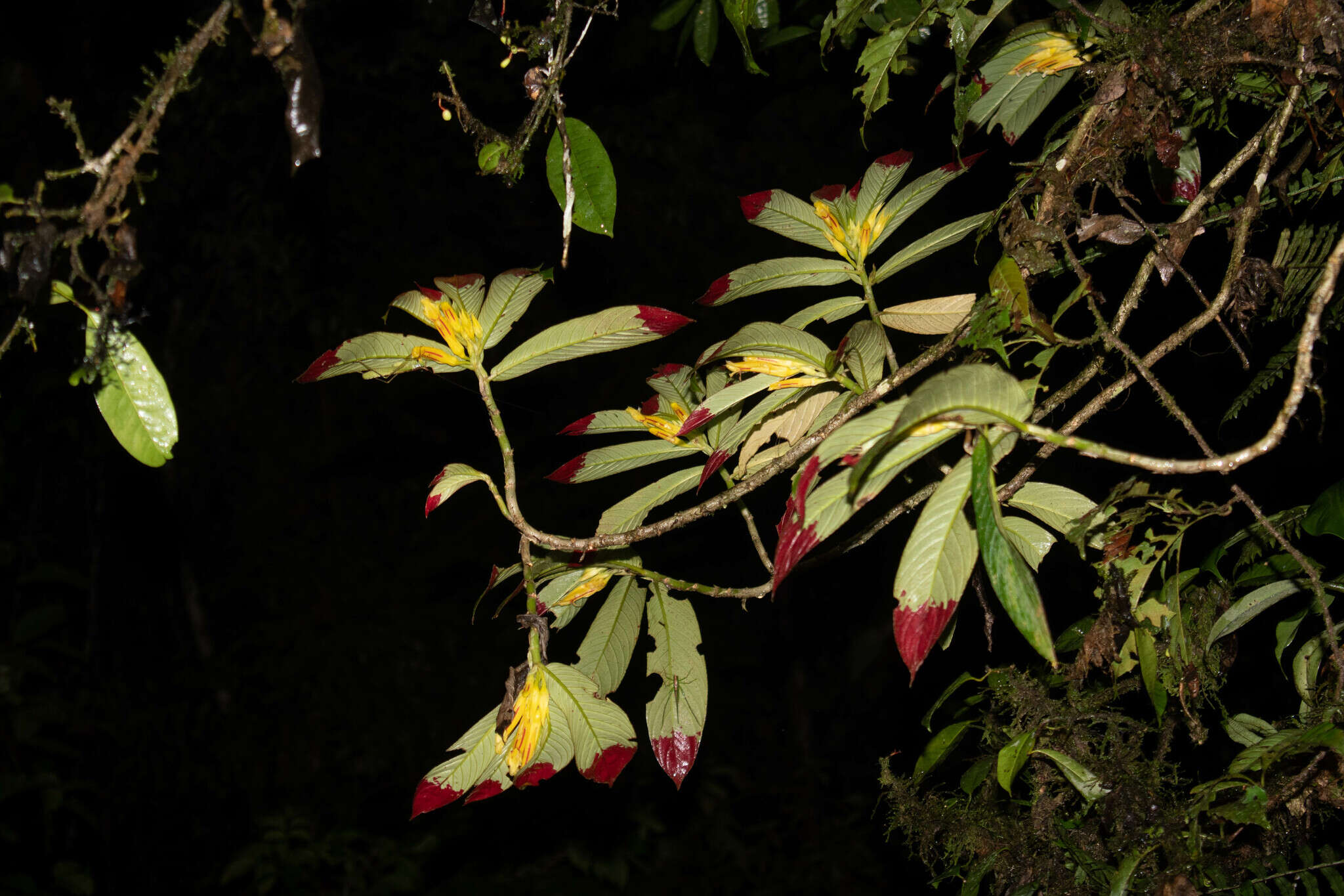 Image of Columnea ericae Mansf.