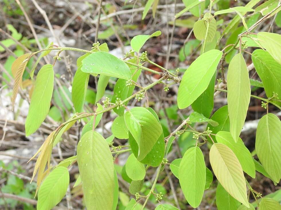 Image of Karwinskia calderonii Standl.