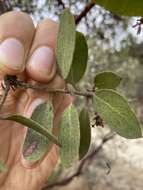 Image of Monterey manzanita