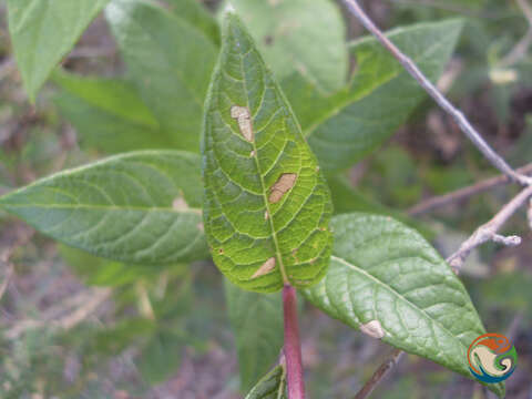 Image of Vernonia karvinskiana DC.