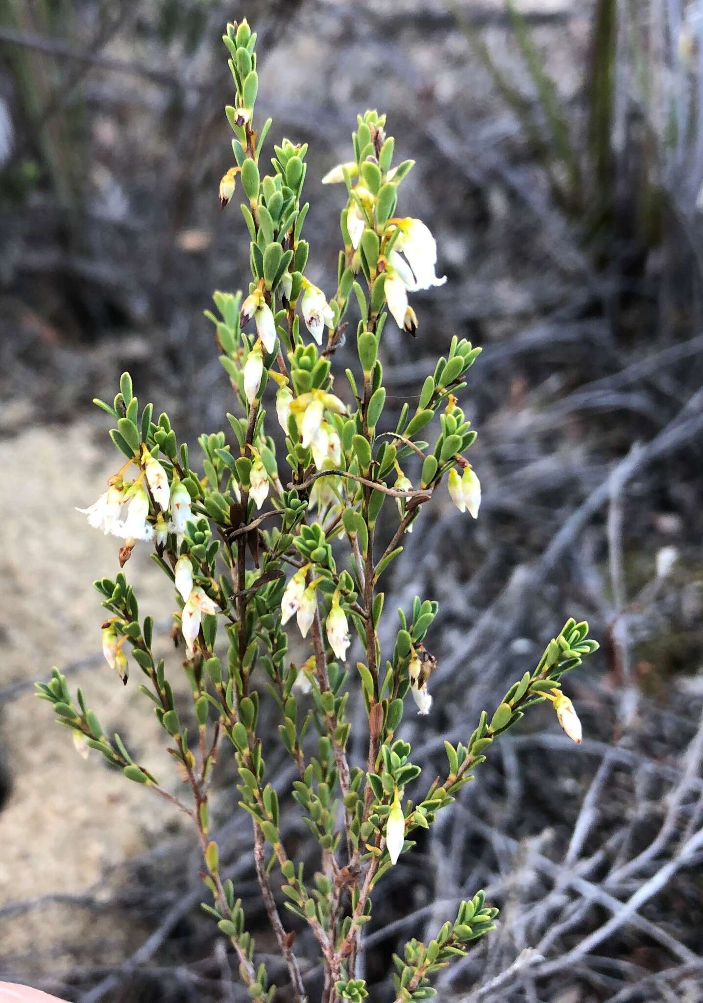 Image of Leucopogon woodsii F. Muell.