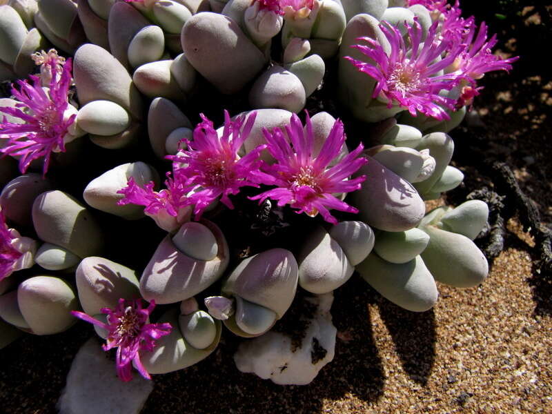 Imagem de Gibbaeum pubescens (Lettsom ex Haw.) N. E. Br.