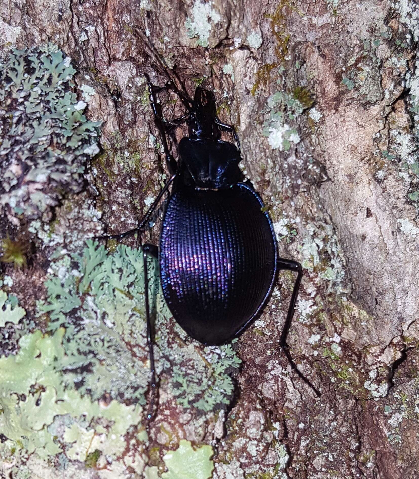 Imagem de Scaphinotus (Scaphinotus) viduus (Dejean 1826)