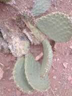 Image of beavertail pricklypear