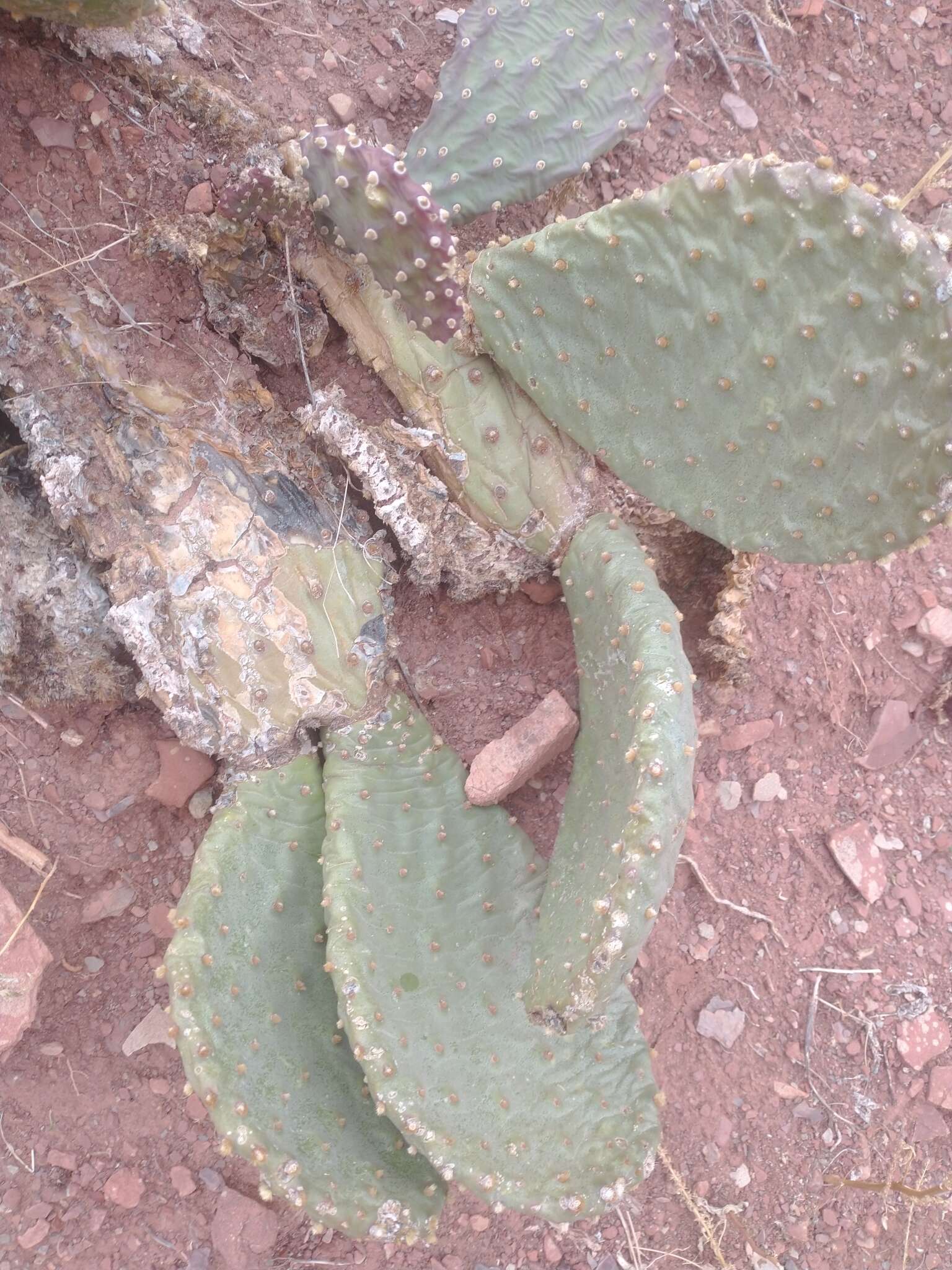 Image of beavertail pricklypear