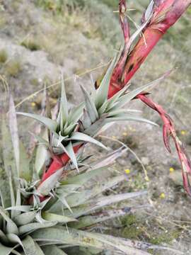 Image of Tillandsia secunda Kunth