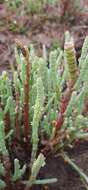 Sivun Salicornia decumbens (Toelken) Piirainen & G. Kadereit kuva