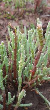 Sivun Salicornia decumbens (Toelken) Piirainen & G. Kadereit kuva