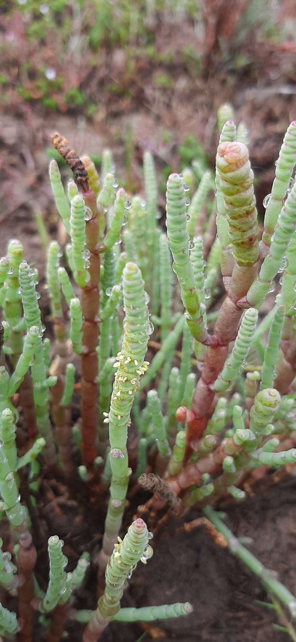 Sivun Salicornia decumbens (Toelken) Piirainen & G. Kadereit kuva