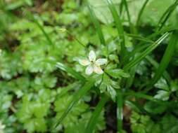 صورة Anemone stolonifera Maxim.