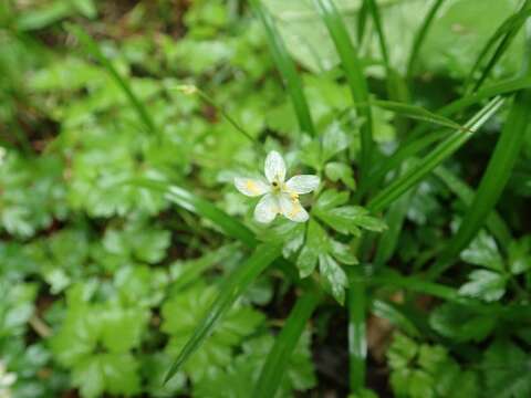 Image of Anemone stolonifera Maxim.