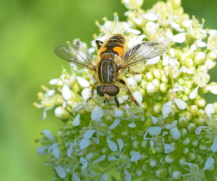 Слика од Mesembrius peregrinus (Loew 1846)