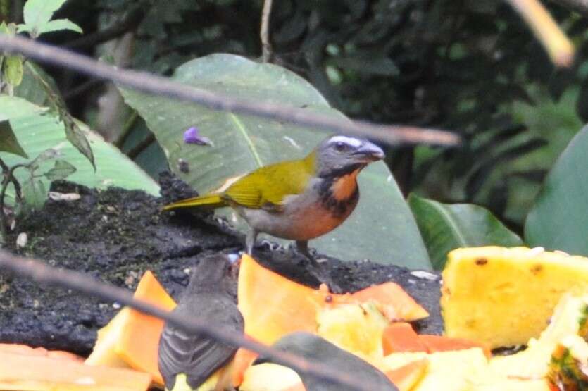 Image of Buff-throated Saltator