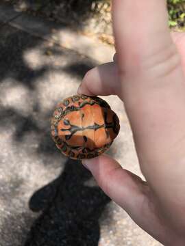 Image of Alabama Redbelly Turtle