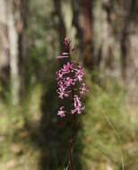 Plancia ëd Dipodium roseum D. L. Jones & M. A. Clem.