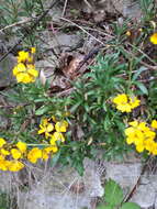 Image of Aegean wallflower