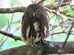 Image of Costa Rican Pygmy Owl