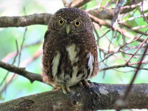 Image of Costa Rican Pygmy Owl