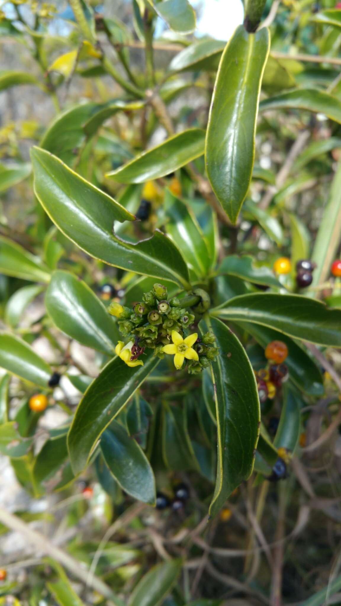 Image of Psychotria retiphlebia Baker