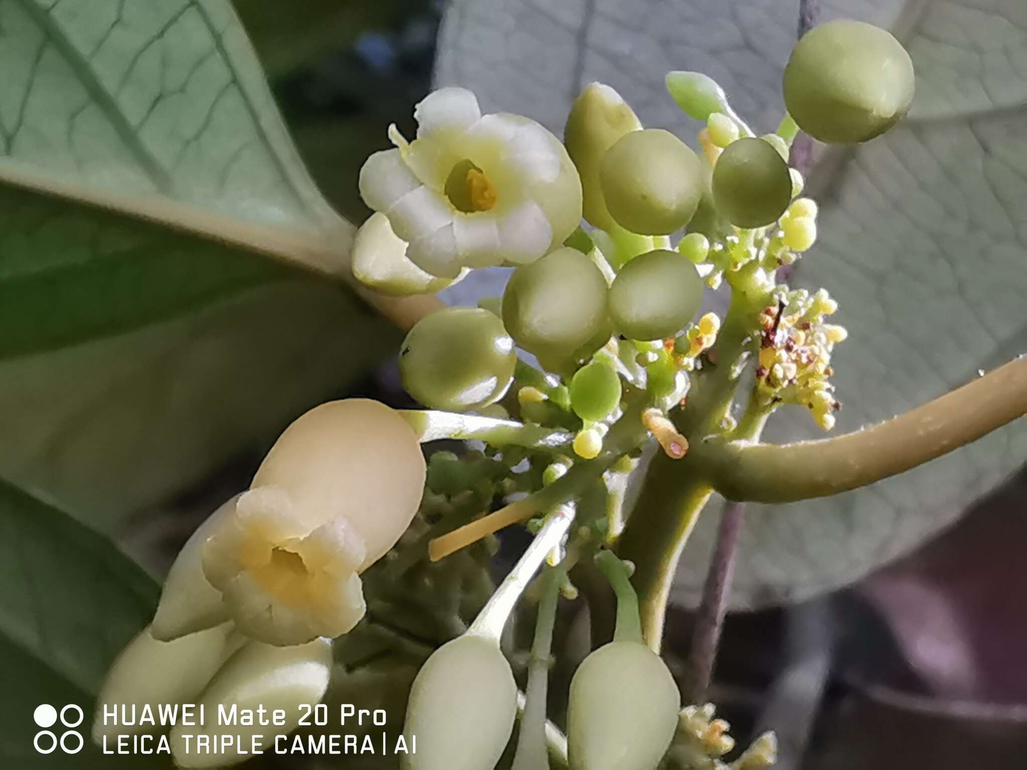 Sivun Adenia macrophylla var. singaporeana (Wall. ex G. Don) de Wilde kuva