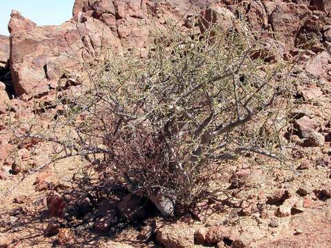 Image of Commiphora capensis (Sond.) Engl.