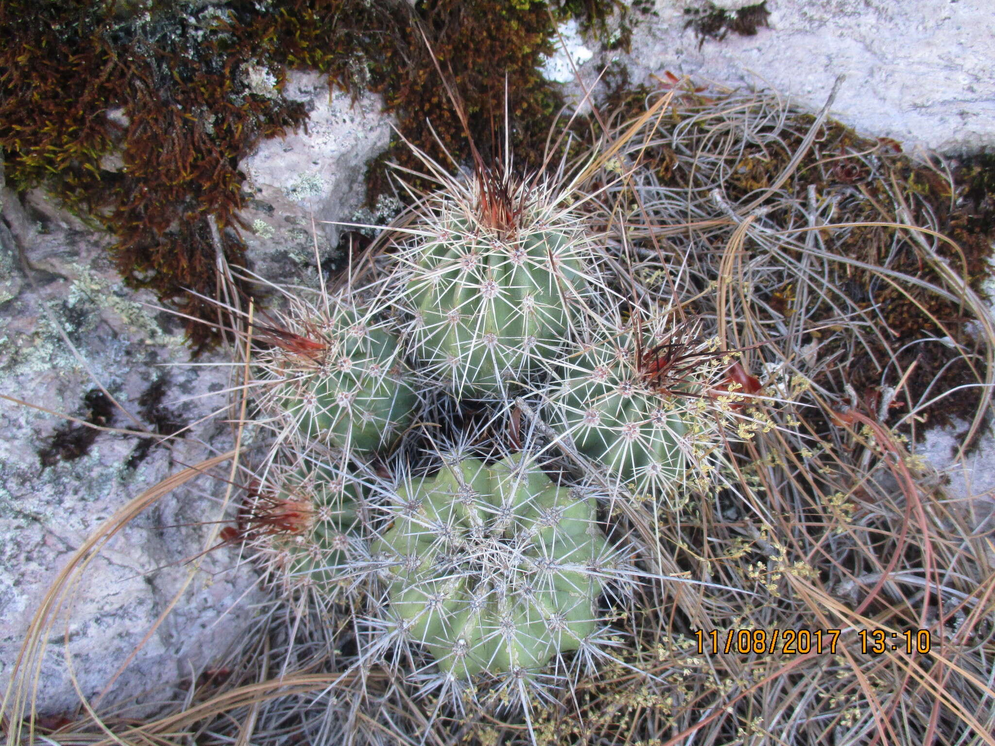 Image de Echinocereus polyacanthus Engelm.