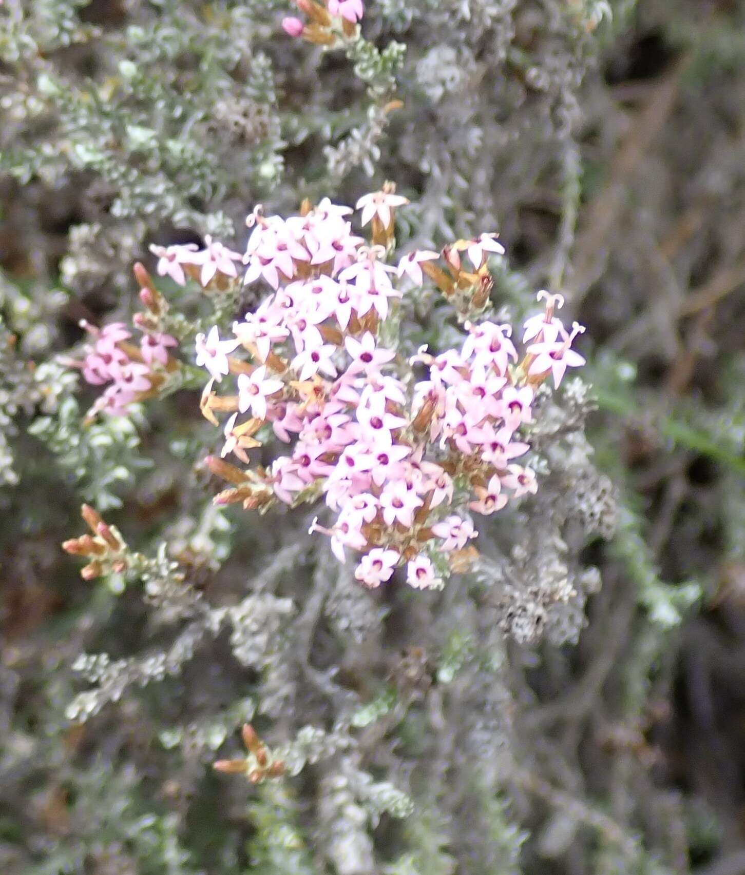 Image of Stoebe fusca (L.) Thunb.