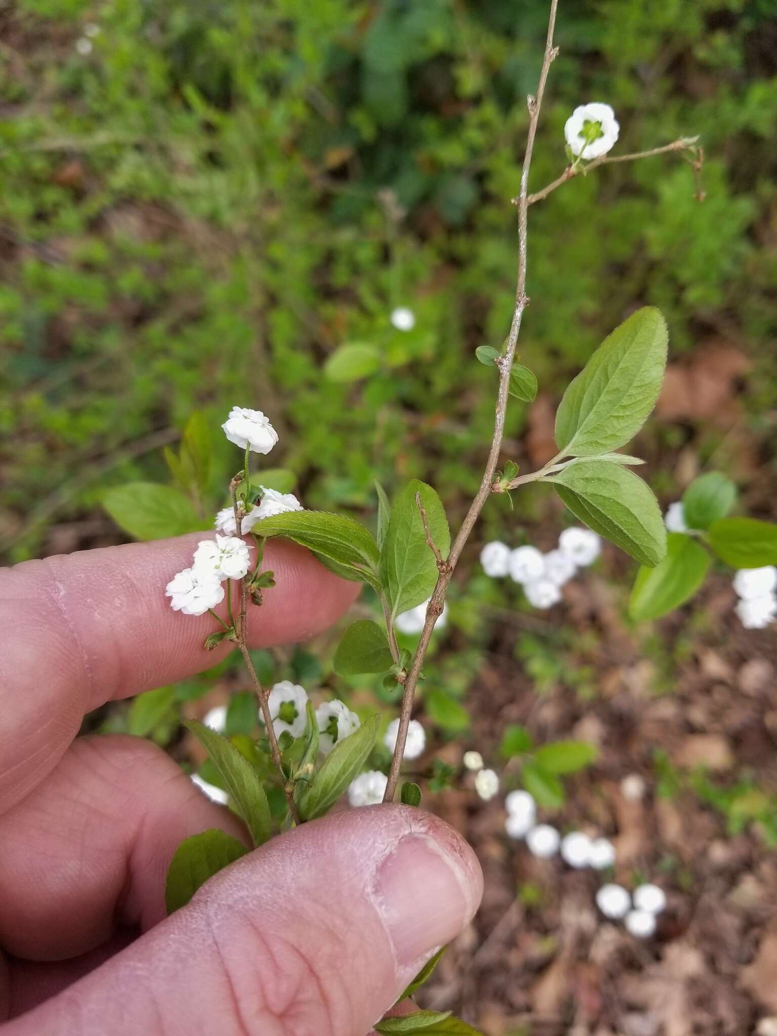 Image of bridalwreath spirea