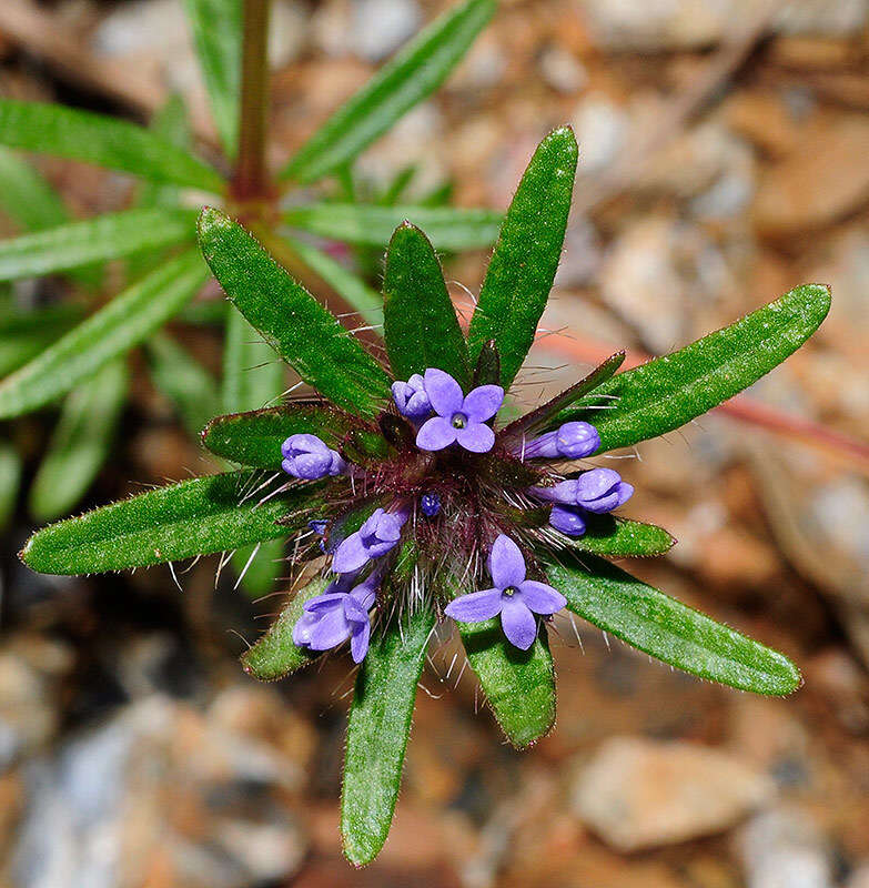 Imagem de Asperula arvensis L.