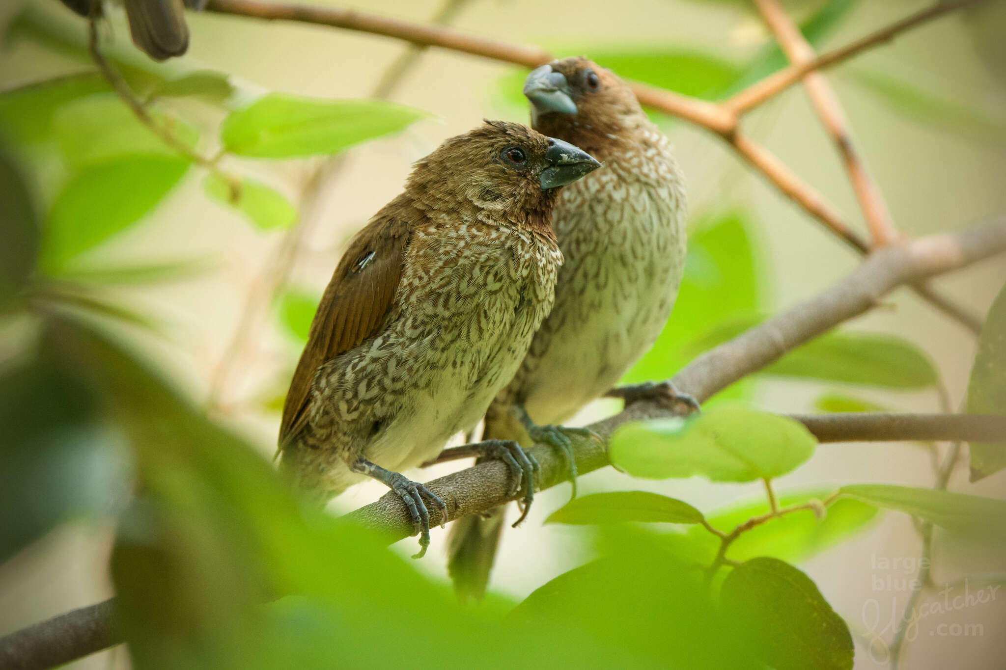 Image of Lonchura punctulata topela (Swinhoe 1863)