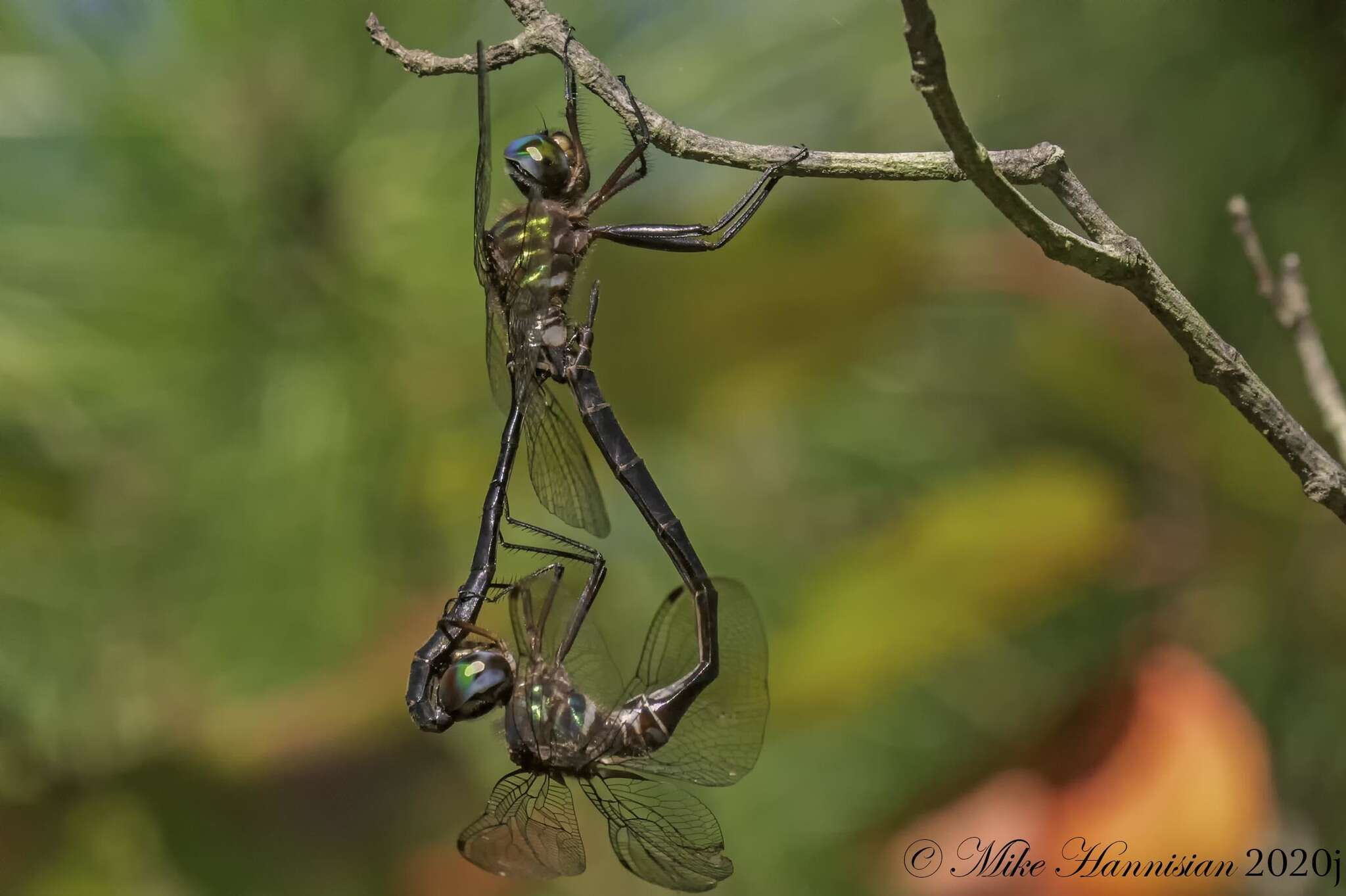 Image of Fine-lined Emerald