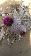 Imagem de Cirsium occidentale var. occidentale