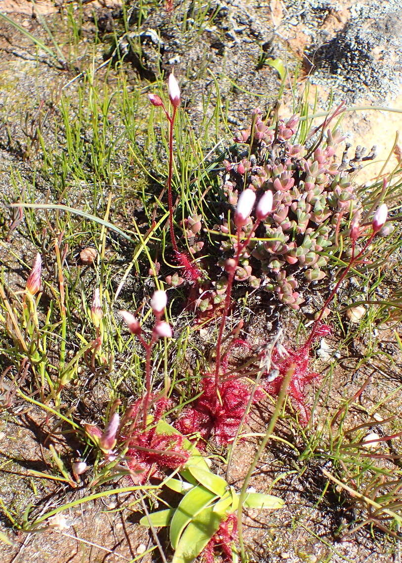 Image of Drosera alba Phill.