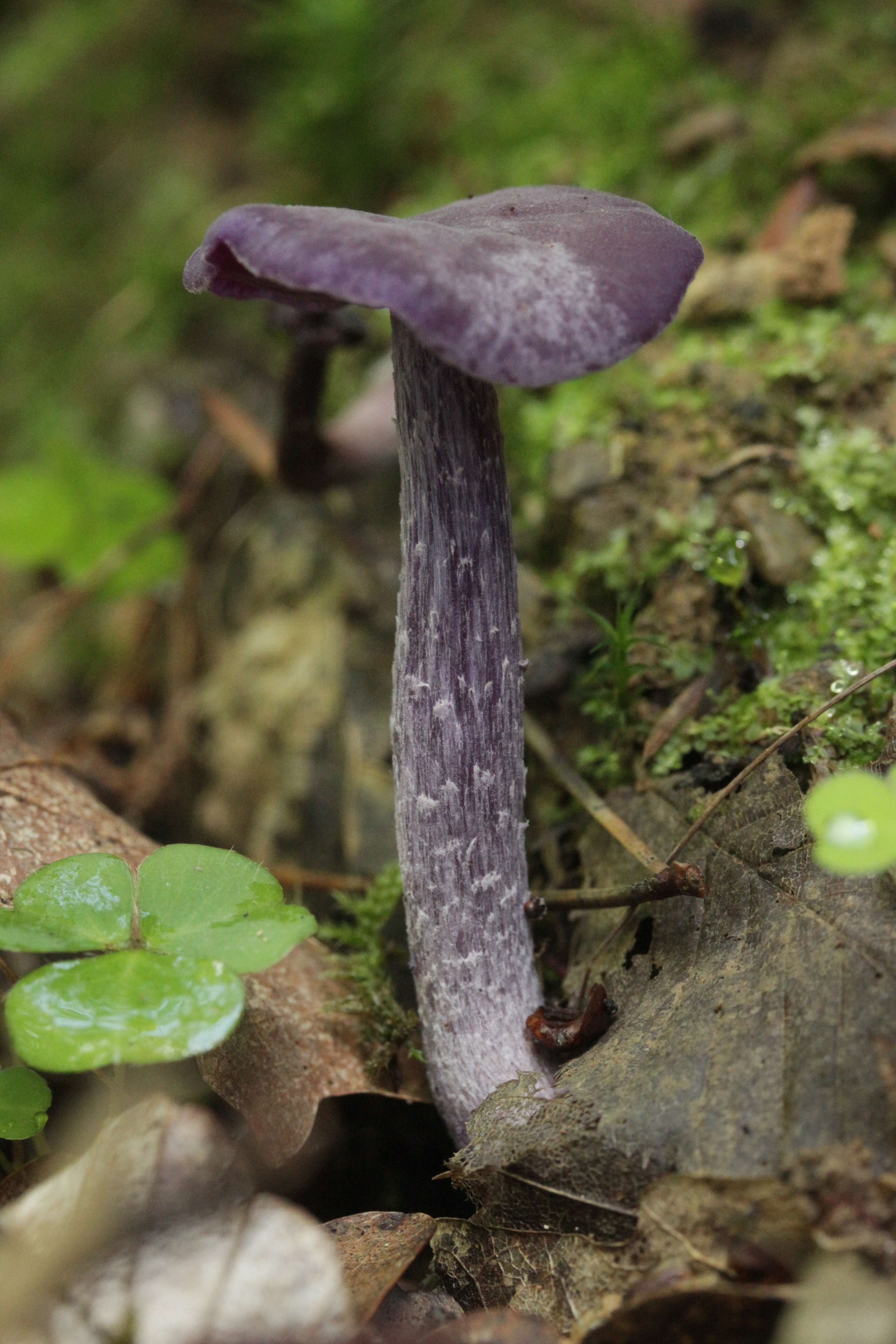 Image of Laccaria amethystina Cooke 1884