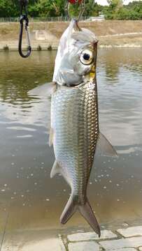 Image of tarpons