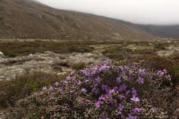 Imagem de Rhododendron nivale Hook. fil.