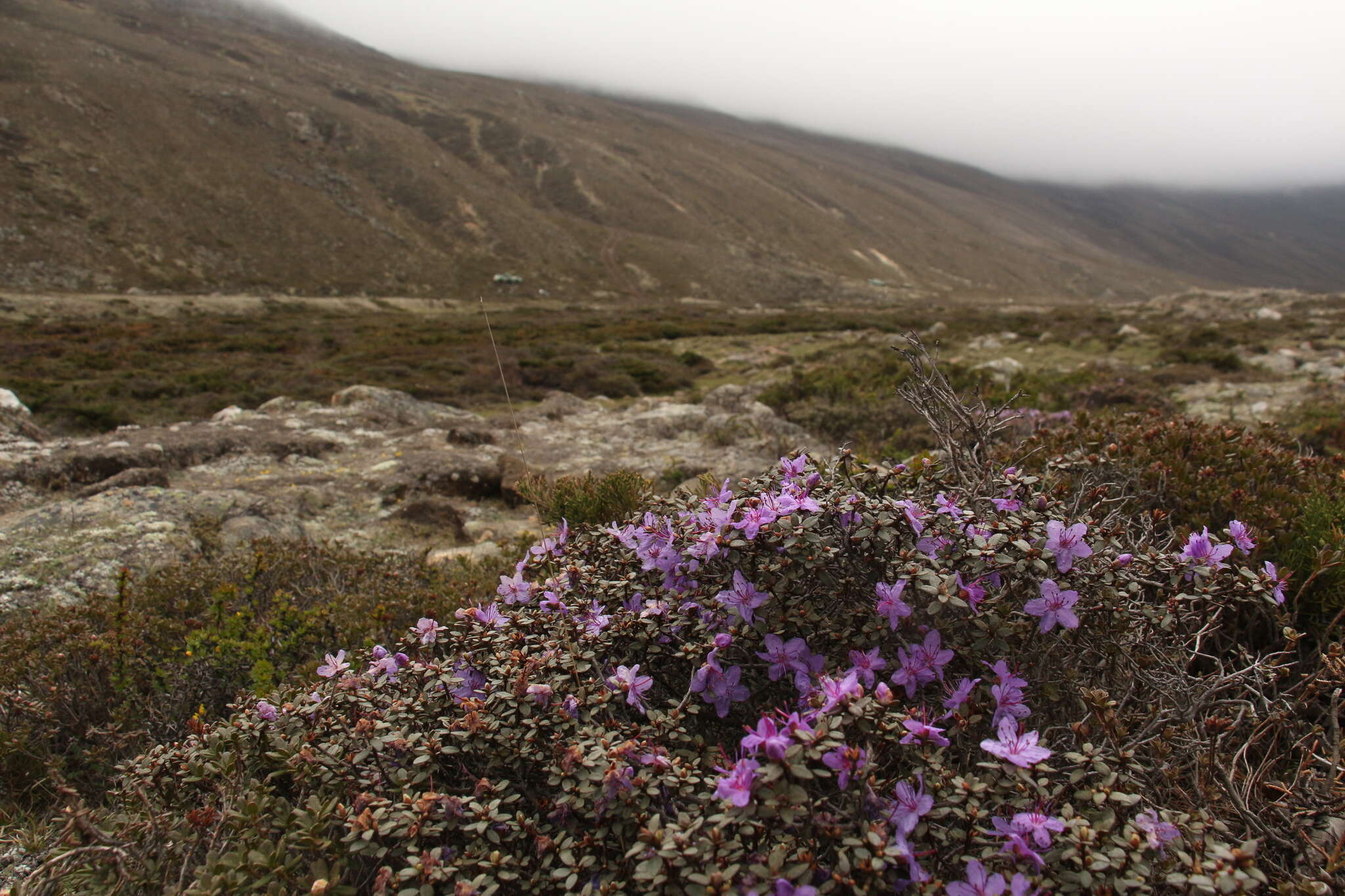 Imagem de Rhododendron nivale Hook. fil.