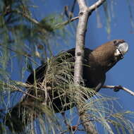 Calyptorhynchus lathami (Temminck 1807) resmi