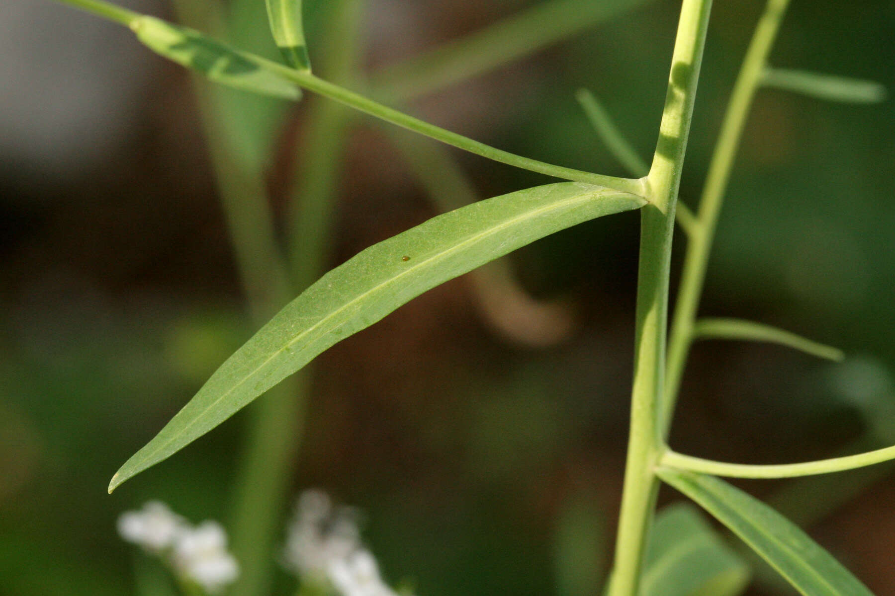 Imagem de Mostacillastrum subauriculatum