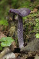 Image of Laccaria amethystina Cooke 1884