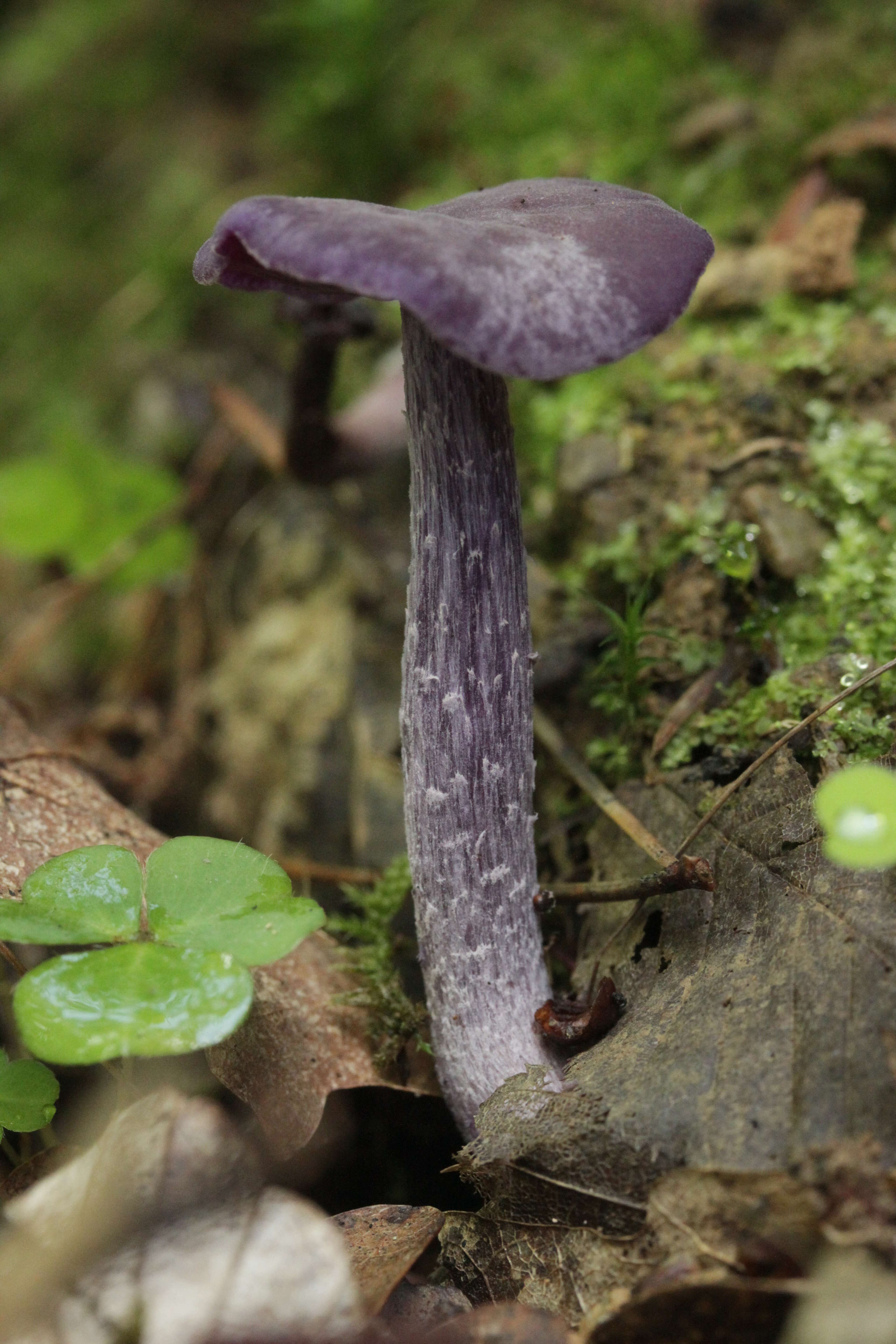 Image of Laccaria amethystina Cooke 1884