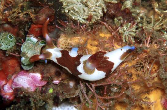 Image of Nembrotha chamberlaini Gosliner & Behrens 1997